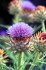 Cardoon Artyčok kardový - semena