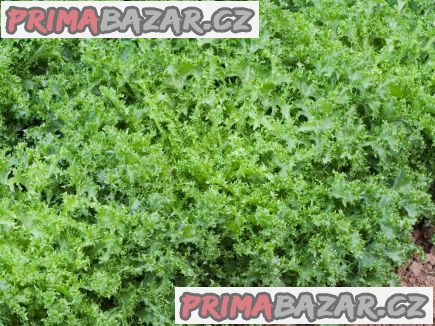 Štěrbák kudrnatý Wallonne - semena