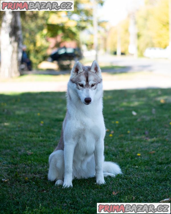 Siberian Husky female