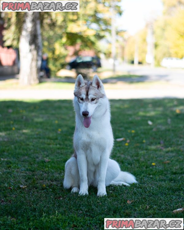 Siberian Husky female