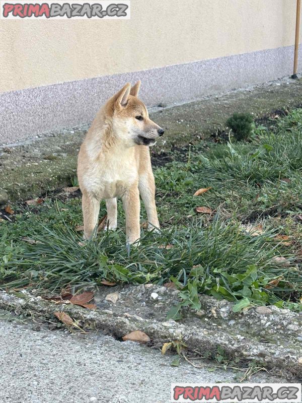 Shiba inu puppies Shiba inu puppies