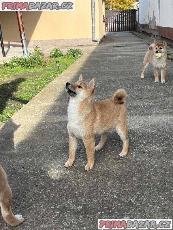 Shiba inu puppies Shiba inu puppies