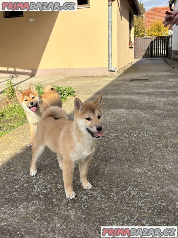 Shiba inu puppies Shiba inu puppies
