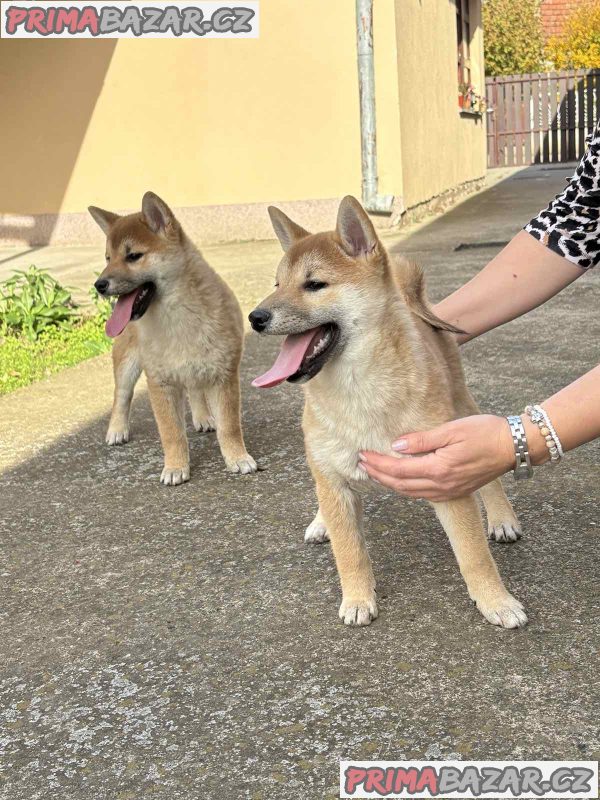 Shiba inu puppies Shiba inu puppies