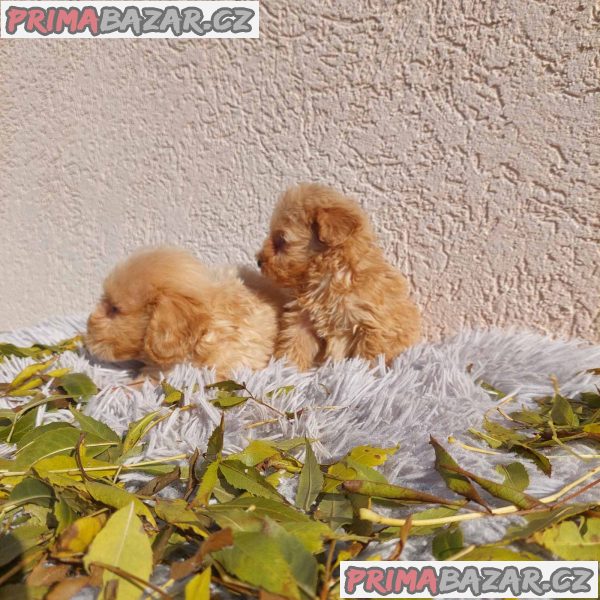 Maltipoo puppies Maltipoo puppies