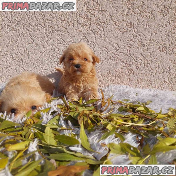 Maltipoo puppies Maltipoo puppies