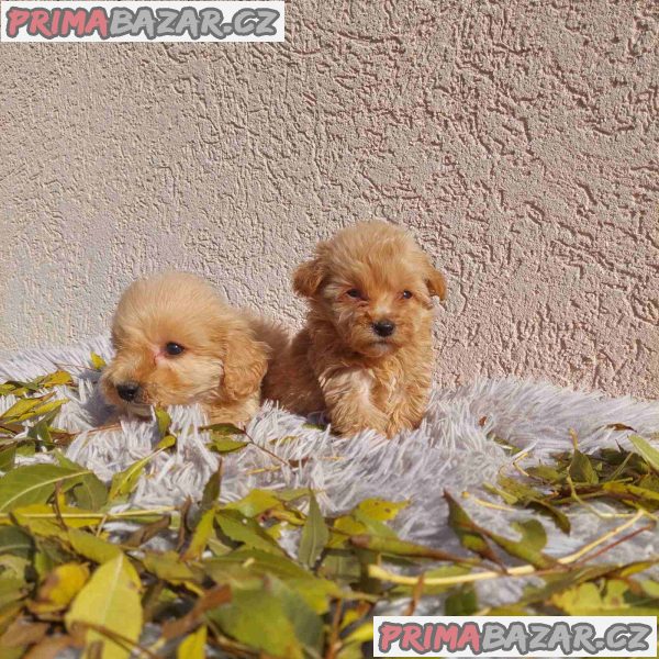 Maltipoo puppies Maltipoo puppies