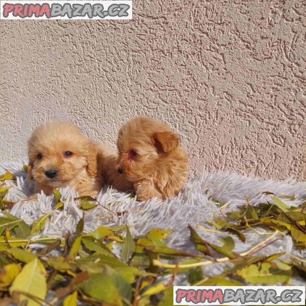 Maltipoo puppies Maltipoo puppies
