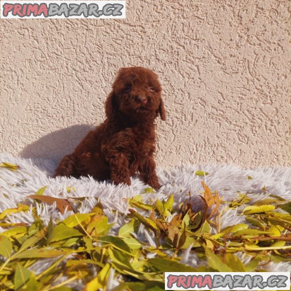 Toy poodle Toy poodle