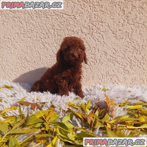 Toy poodle Toy poodle