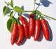 Chilli Serrano Tampiqueno - semena