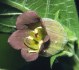 Atropa Bella-Donna - Rulík zlomocný - semena