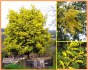 Acacia dealbata - semena