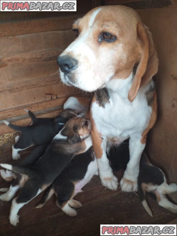 Beagle puppies