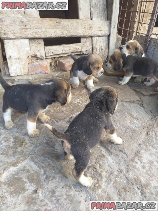 Beagle puppies Beagle puppies