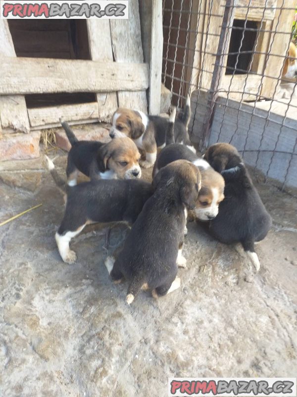 Beagle puppies Beagle puppies