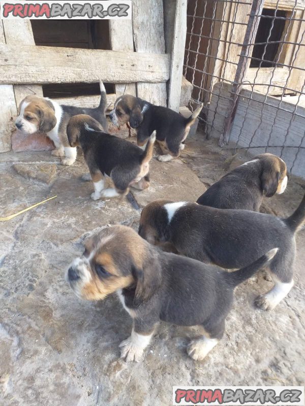 Beagle puppies Beagle puppies