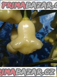 Chilli Aji white fantasy - SEMENA