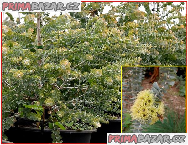 Eucalyptus kruseana - semena