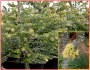 Eucalyptus kruseana - semena