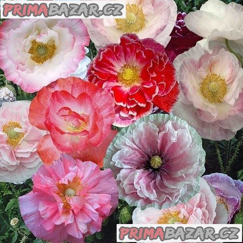 Mák vlčí - Angels Choir Mixed / Dawn Chorus - semena