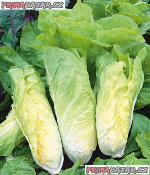 Čekanka - Bianca di Milano - semena