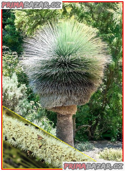 Trávový strom Xanthorrhoea preissii - semena