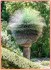 Trávový strom Xanthorrhoea preissii - semena