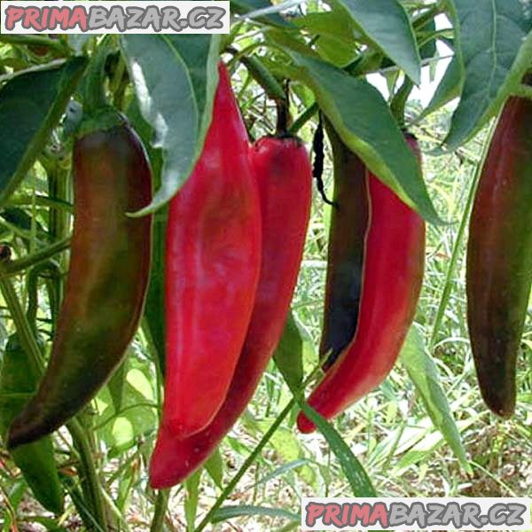 Chilli Anaheim - semena