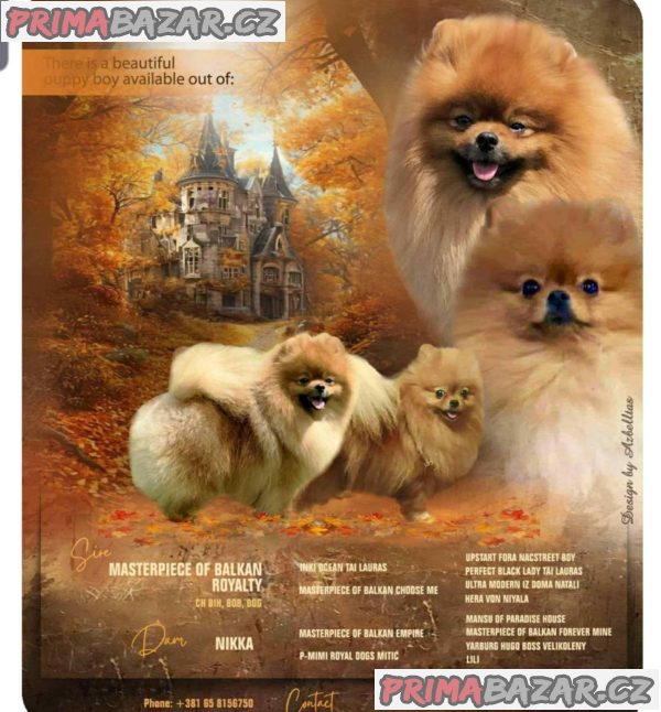 Beautiful pomeranian