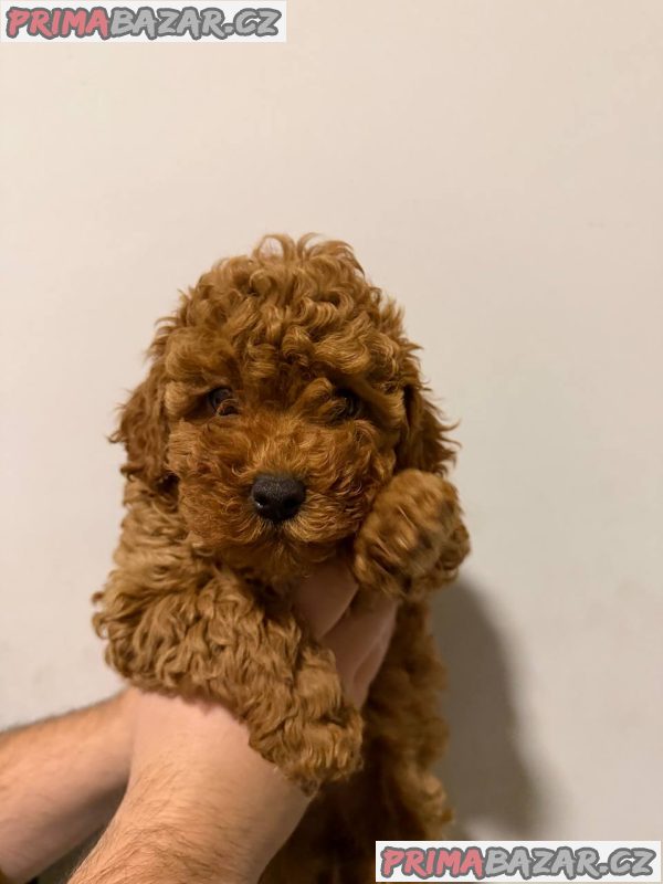 Sale of pomeranians and poodles