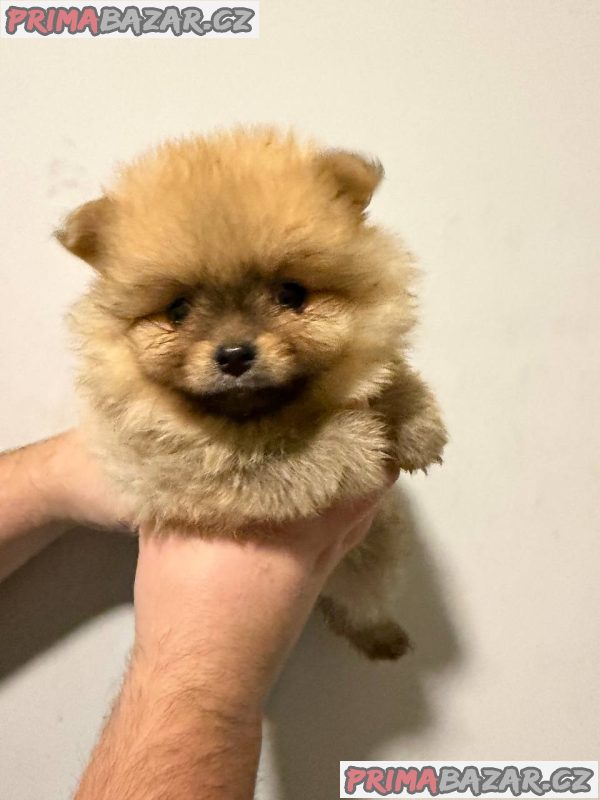 Sale of pomeranians and poodles