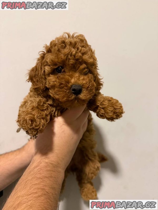 Sale of pomeranians and poodles