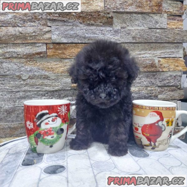 We offer poodle puppies