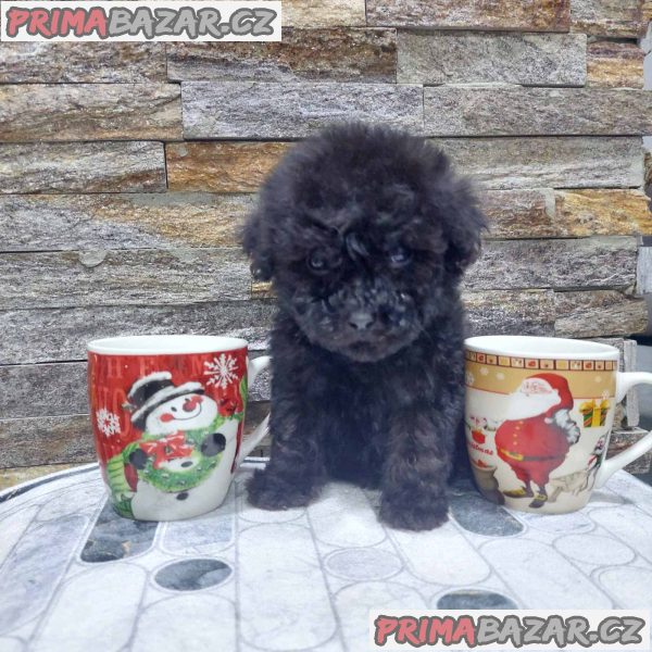 We offer poodle puppies