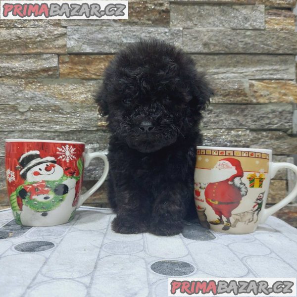 We offer poodle puppies