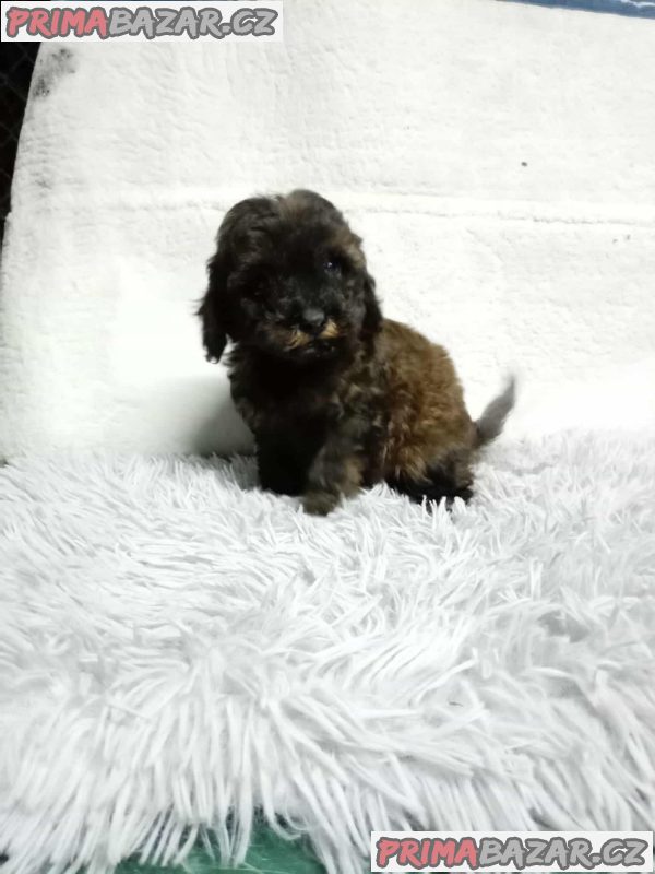 We offer poodle puppies