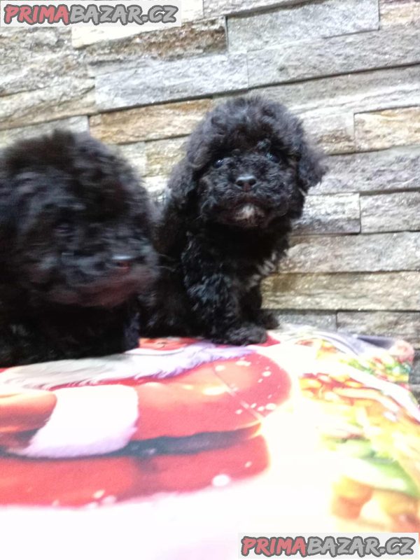 We offer poodle puppies