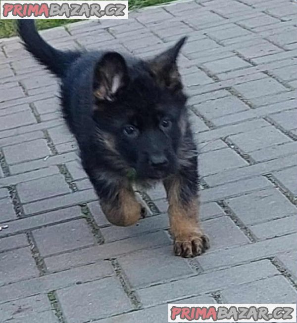 German Shepherd Dog