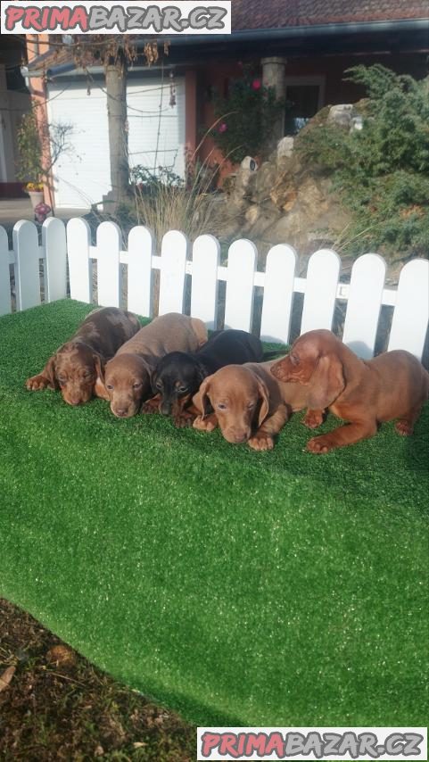 Dachshunds