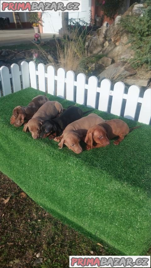 Dachshunds