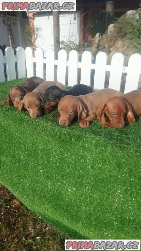 Dachshunds