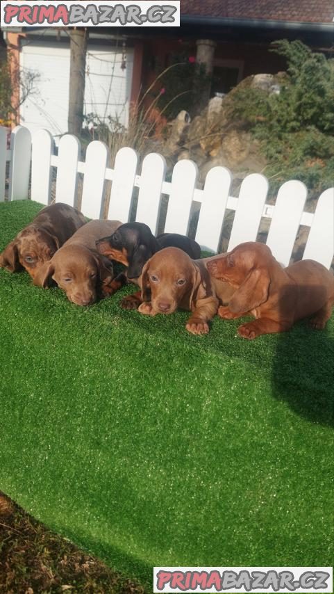 Dachshunds