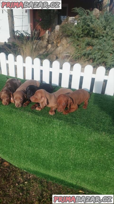 Dachshunds