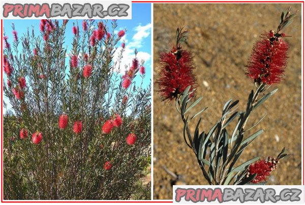 Callistemon phoeniceus - SEMENA