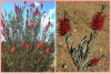 Callistemon phoeniceus - SEMENA