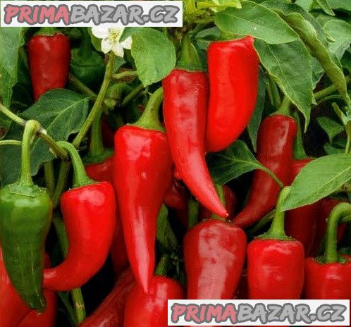 Paprika Sakura - semena