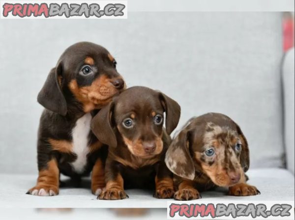 Jezevčík hladkosrstý trpasličí