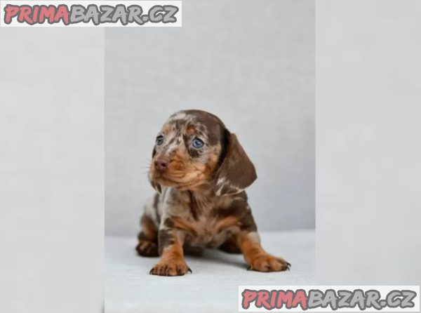 Jezevčík hladkosrstý trpasličí