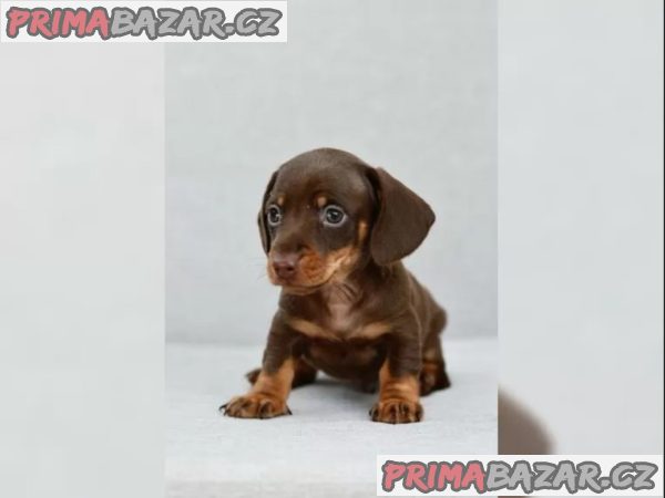 Jezevčík hladkosrstý trpasličí